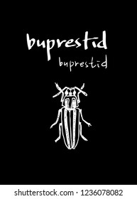 Bug sketch / Hand drawn insect illustration - vector