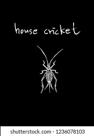 Bug sketch / Hand drawn insect illustration - vector