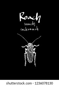 Bug sketch / Hand drawn insect illustration - vector