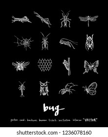 Bug sketch / Hand drawn insect illustration - vector