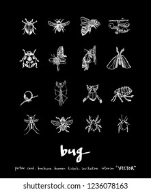 Bug sketch / Hand drawn insect illustration - vector