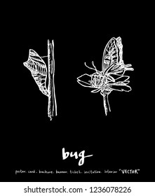 Bug sketch / Hand drawn insect illustration - vector