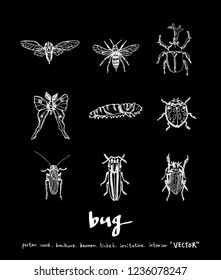 Bug sketch / Hand drawn insect illustration - vector