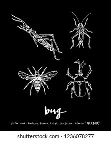 Bug sketch / Hand drawn insect illustration - vector