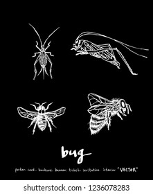 Bug sketch / Hand drawn insect illustration - vector