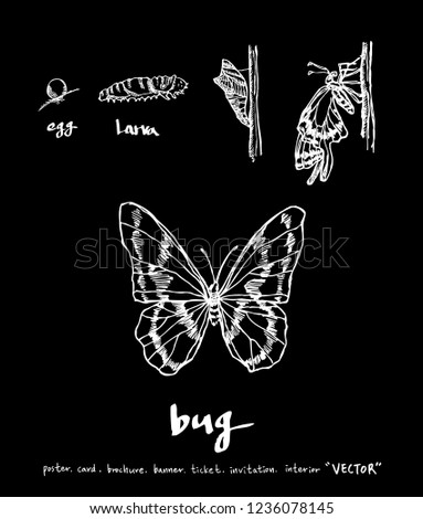 Bug sketch / Hand drawn insect illustration - vector