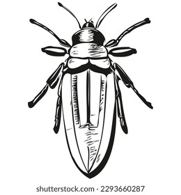 bug sketches, outline with transparent background, hand drawn illustration bugs
