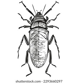 bug sketches, outline with transparent background, hand drawn illustration bugs
