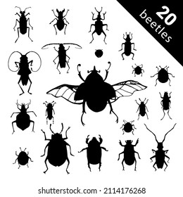 Bug species and exotic beetles icons vector collection. Various insects set with as Goliath beetle, Frog-legged, Ladybug, Hercules, Tortoise, Colorado potato, Giraffe weevil and other strange bugs bee