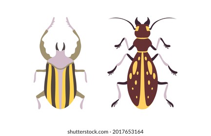 Bug Species Set, Top View of Bugs Cartoon Vector Illustration