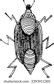 Bug. Vector hand drawn sketch illustration. Sloppy doodle grunge style