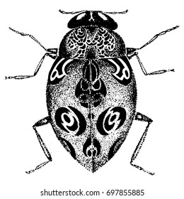 Bug. Vector Illustration