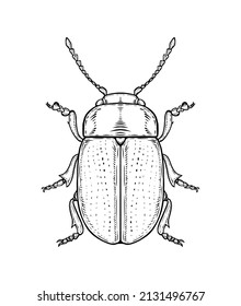 Bug. Vector illustration in graphic style isolated on white background.