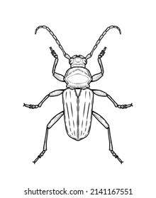Bug. Vector illustration in graphic style isolated on white background.