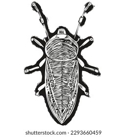 bug vector illustration line art drawing black and white bugs
