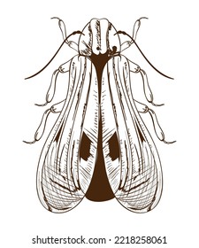 bug vector isolated icon design