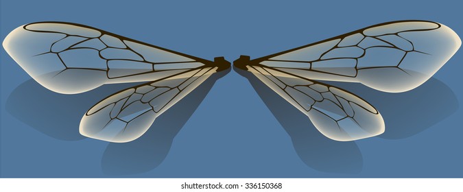 bug wing vector image