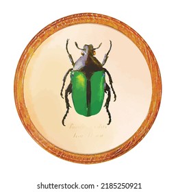 Bug Wooden Frame Vector Entomology Collection Stock Vector (Royalty ...