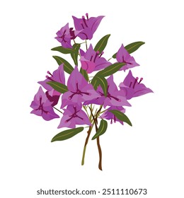 bugambilia, Bougainvillea aislado en el fondo blanco