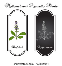 Bugleweed (Ajuga reptans), or blue bugle, bugleherb, carpetweed. Hand drawn botanical vector illustration