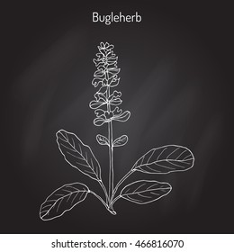 Bugleweed (Ajuga reptans), or blue bugle, bugleherb, carpetweed. Hand drawn botanical vector illustration