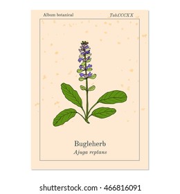 Bugleweed (Ajuga reptans), or blue bugle, bugleherb, carpetweed. Hand drawn botanical vector illustration