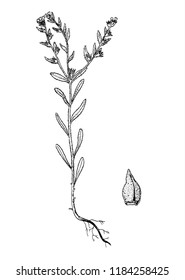 Buglossoides arvensis sketch