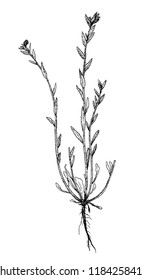 Buglossoides sibthorpiana botanical sketch