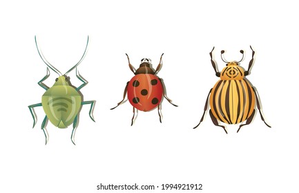 Bugs and Beetle as Coleoptera Insects with Elytra Vector Set