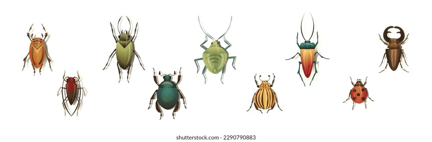 Bugs and Beetle as Coleoptera Insects with Elytra Vector Set