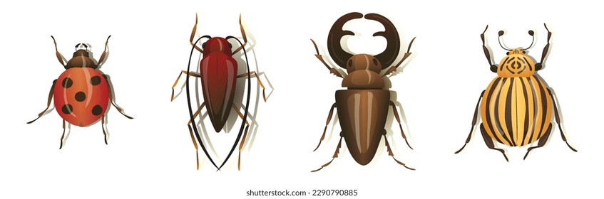 Bugs and Beetle as Coleoptera Insects with Elytra Vector Set