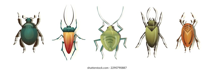 Bugs and Beetle as Coleoptera Insects with Elytra Vector Set