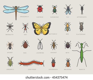 5,589 Lacewings Images, Stock Photos & Vectors | Shutterstock