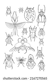 Bugs insect vector line. Wildlife collection. Naturalist