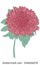 Built-in single lush flower. Large garden flower of red-pink color. Vector.