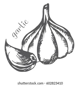 Bulb and garlic cloves painted with hand