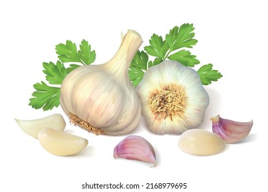 Bulb of garlic. Isolated vector illustration.