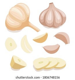 Bulb of garlic. Vector illustration.  Cloves and cut garlic isolated on background. 