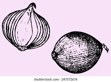  bulb onion, doodle style, hand drawn