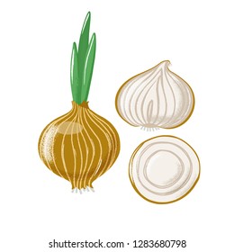 Bulb onion set - whole, half and sliced, top and side view, textured vector illustration isolated on white background. Set of whole and cut bulb, common onion with texture, grunge effect