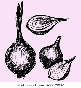 bulb onion with sprout, half onion doodle style sketch illustration hand drawn vector 