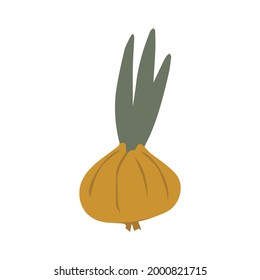 The bulb is red in color with green foliage.