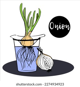 bulb stands in glass of water, roots and shoots grow, seedlings grow, young green onions with leaves.Half an onion. microgreens. vegetables on the farm