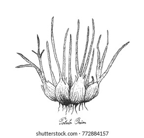 Bulb & Stem Vegetable, Illustration Hand Drawn Sketch of Fresh Potato Onion or Multiplier Onion Used for Seasoning in Cooking. Isolated on White Background.