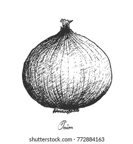 Bulb & Stem Vegetable, Illustration Hand Drawn Sketch of Fresh Whole Onion Used for Seasoning in Cooking. Isolated on White Background.