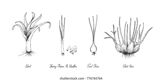 Bulb and Stem Vegetable, Illustration Hand Drawn Sketch Fresh Leek, Pearl Onion, Potato Onion and Scallion for Seasoning in Cooking. Isolated on White Background.