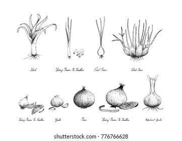 Bulb and Stem Vegetable, Illustration Hand Drawn Sketch Fresh Elephant Garlic, Pearl Onion, Potato Onion and Scallion for Seasoning in Cooking. Isolated on White Background.

