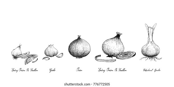 Bulb & Stem Vegetable, Illustration Hand Drawn Sketch of Fresh Garlic, Elephant Garlic, Onion and Spring Onion or Scallion Used for Seasoning in Cooking. Isolated on White Background.