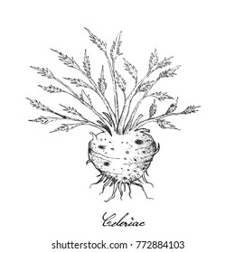 Bulb & Stem Vegetable, Motion Clip of Illustration Hand Drawn Sketch Bunch of Fresh Celeriac Root with Leaves Used for Seasoning in Cooking. Isolated on White Background.