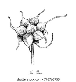 Bulb Vegetable, Illustration Hand Drawn Sketch Fresh Tree Onion or Allium Proliferum for Seasoning in Cooking. Isolated on White Background.